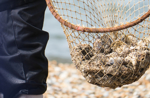 Whitstable oysters
