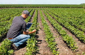 Agronomist uses a mobile tablet in an agriculture field