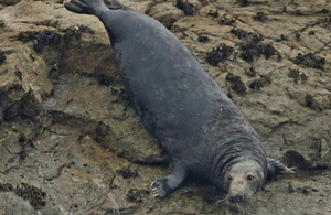 marine wildlife watching Cornwall