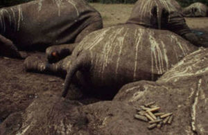 Poached Elephants