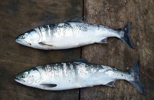 Image shows pink salmon caught off the North East coast
