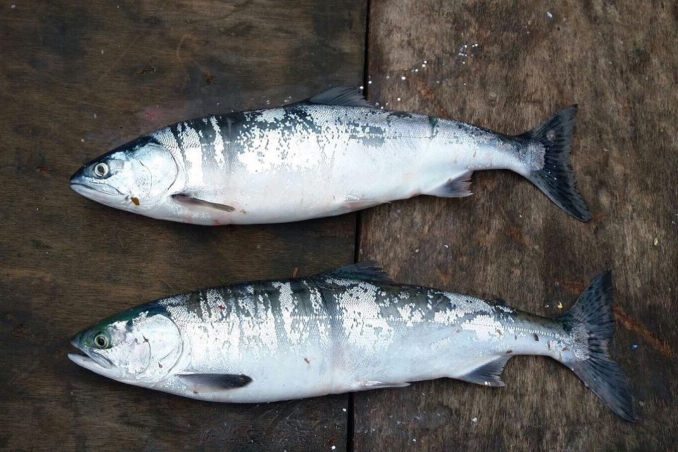 The non-native pink salmon 
