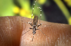 A female Aedes albopictus mosquito feeding on a human host.