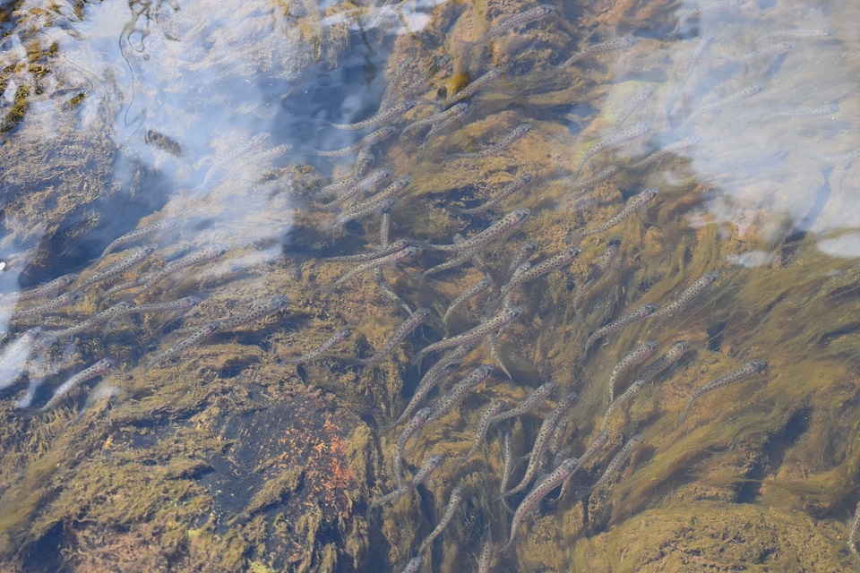 Image shows grayling in the Langley Beck 