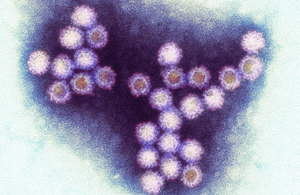 Norovirus pathogen