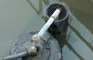 End of a pipe poking out of water with a wire mesh across the gap