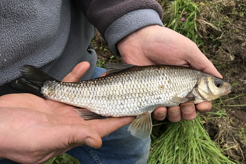 Image shows one of the Dace caught in the survey 