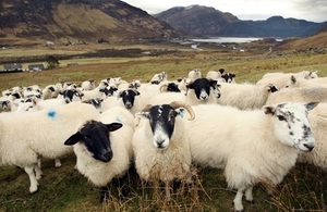 UK Government extends guarantee for Scottish farmers and crofters