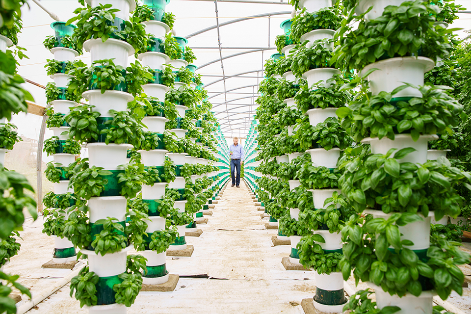 Crops being grown vertically in two aisles in a greenhouse, with man in background.