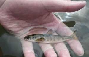 Salmon have been discovered on the River Ecclesbourne, a first since Industrial Revolution
