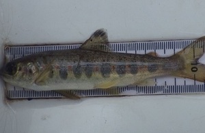 Image shows one of the juvenile salmon caught