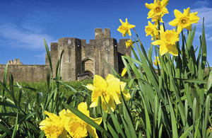 Daffodils outside Caerphilly Castle