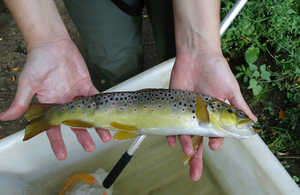 Close up of the brown trout found during an Environment Agency survey of the Lyme Brook.