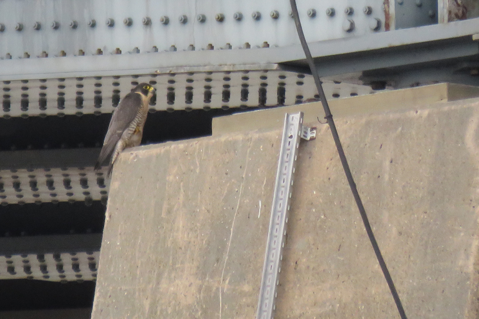 image of a female peregrine.