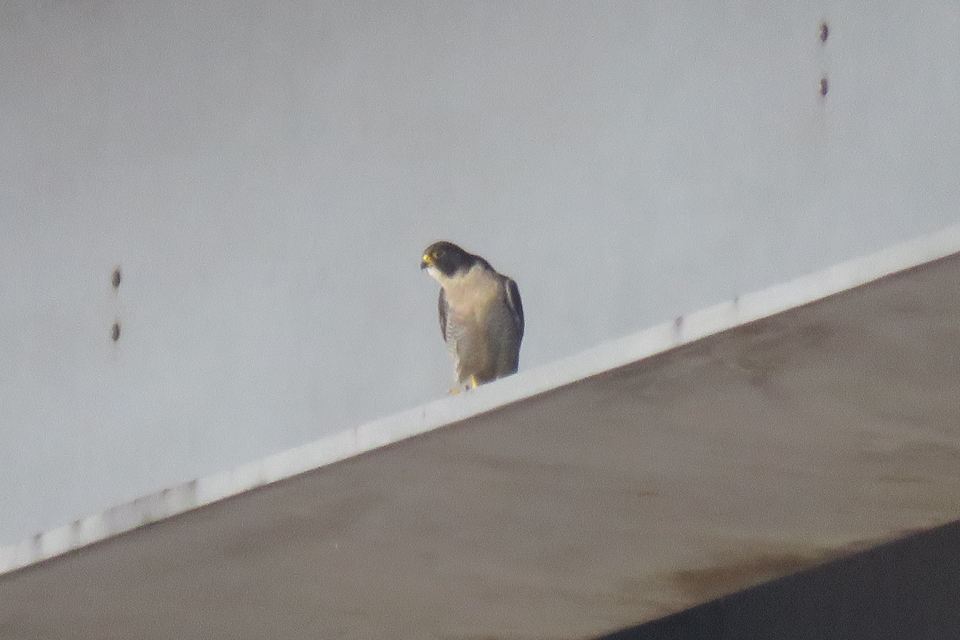 image of a male peregrine.