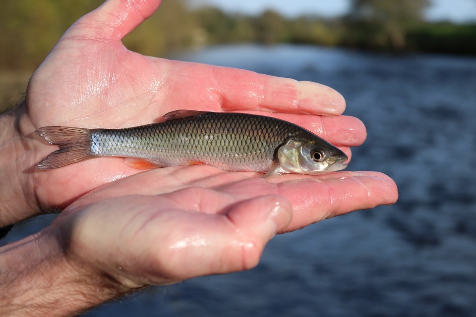 The image shows a young chub 