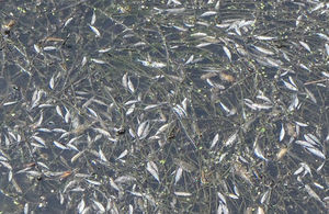 Several hundred fish were killed due to the raw sewage pollution