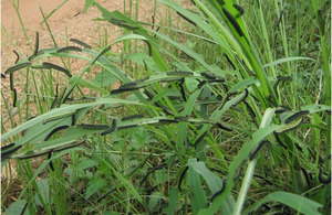 A plague of armyworms attack crops in Kilombero, Tanzania. Picture: Research into Use/ DFID