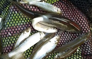 Fish being stocked into a river in Bracknell.