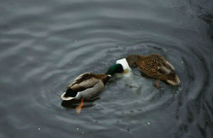 Ducks trying to eat the thrown flour filled plastic bags