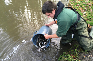 fish restocking