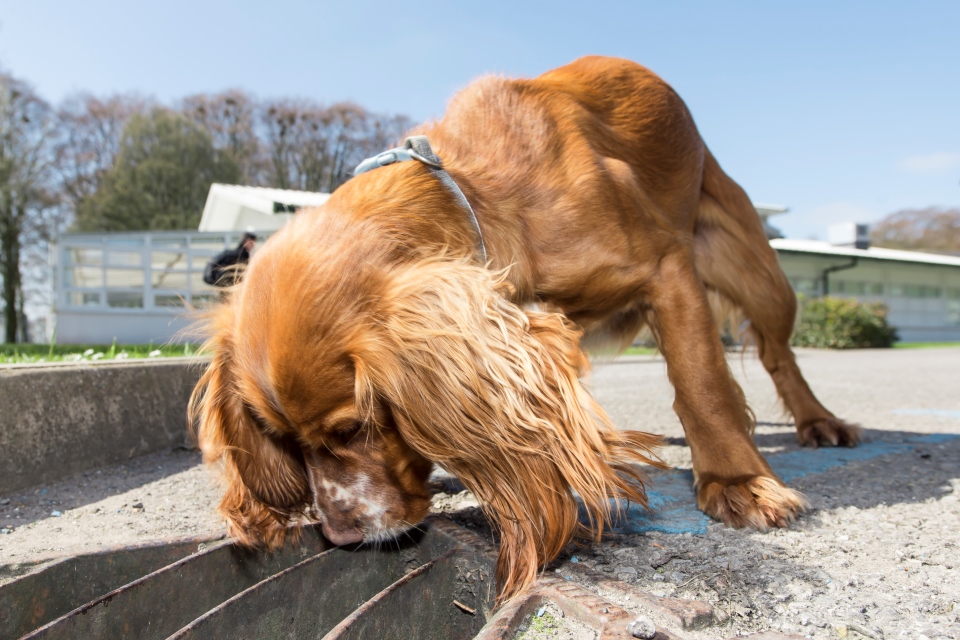 Detection dog