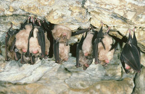 Bats