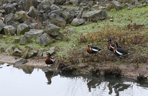 Water fowl by water