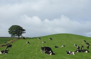 Cattle grazing on a hill