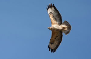 A buzzard in flight