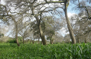 Maize growing under Faidherbia albida. Photo: World Agroforestry Centre Archives.