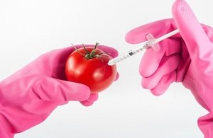 Scientist injecting a tomato
