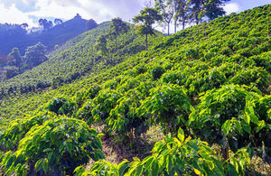 Coffee plantation near Manizales, Colombia