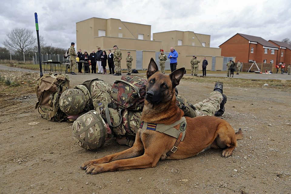 A Belgian Shepherd search dog looks up as 2 soldiers take cover