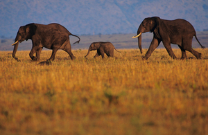 Elephants on the savannah