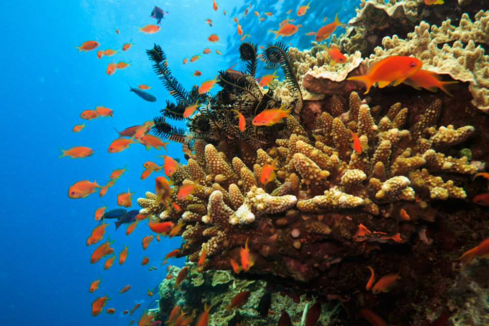 UK pledges protection for corals - GOV.UK