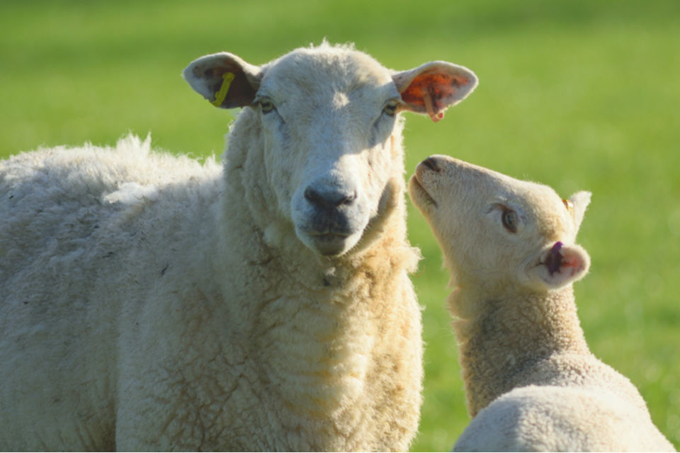 ban on live animal exports for