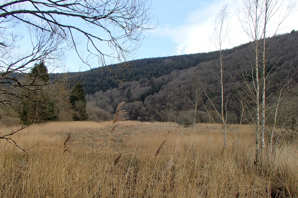 Photo showing an area of reed bed habitat created upstream of Calstock