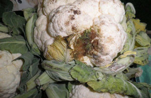 Picture of a rotten cauliflower