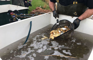 Fisheries worker putting fish into a tank