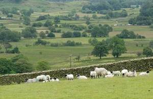 Sheep in field