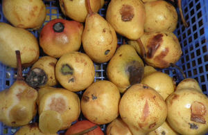 Rotten pears on sale in the store