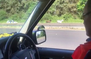 Ponies on motorway