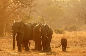 Endangered species: Elephant
