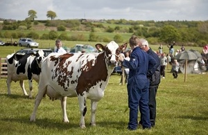 Dairy Cows in Ayrshire