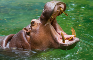 A hippopotamus displays its teeth