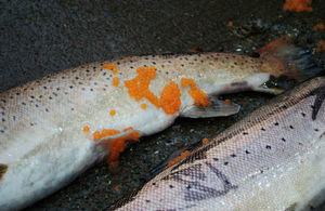 Female trout with eggs web