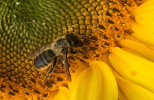 The project seeks to create more habitat for mining bees - like this one - as well as bumblebees, butterflies, moths and other pollinators