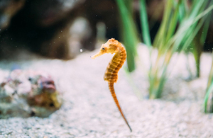 long snouted seahorse