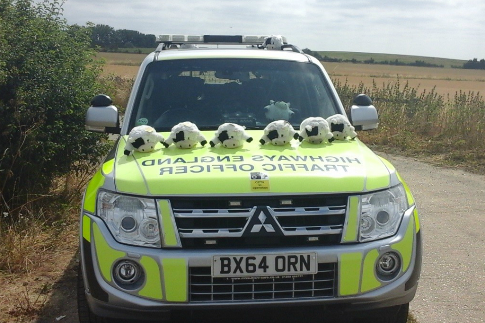 Cuddly cow toys on the bonnet of a traffic officer vehicle